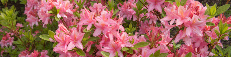 Azalea, Rhododendron